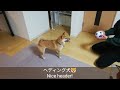 豆柴おーじろう☆ヘディング犬、誕生！mameshiba shiba inu ohjiro soccer header