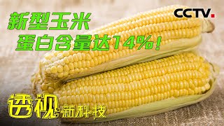 蛋白含量达到14%！新型玉米可以为养殖业带来哪些价值？20230610 新型玉米 |《透视新科技》CCTV科教