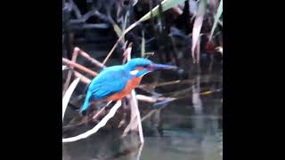 カワセミ狛江地区お父さんショート2025 01 03 #カワセミ #野鳥 #birds #wildlife #nature #自然観察ぶらり散歩