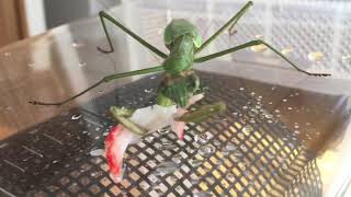 #カマキリ#蟷螂 #カニカマ #mantis  カマキリ、カニカマを食す🍽