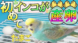 とうとう産んでしまいました無精卵【セキセイインコ】