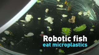 Robotic fish eat microplastics