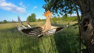 Eurasian hoopoe (Upupa epops) feeding / Búbosbanka etetés