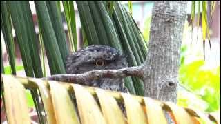 Tawny Frogmouth オーストラリアガマグチヨタカ