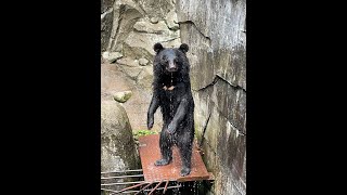 ツキノワグマ　バッケの水浴び