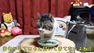 やけ食い中も周囲をキョロキョロする猫☆動物病院から帰った後もふてニャンの脅威から逃れられないリキちゃん☆【リキちゃんねる・猫動画】Cat video　キジ白猫のいる暮らし