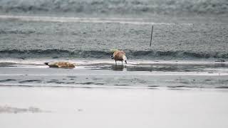 Rudy shelduck near our village #birdspotting #migratorybirds #birdlover #birding #birdspotting #bird