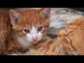 【野良猫 観察記】 かわいい子猫達　cute kittens