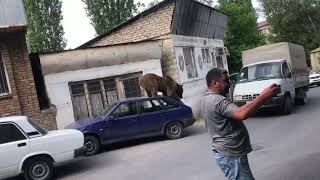 Son Xəbər . Karantindən sonra Şəki küçələrində at oynadan ayı . Maşın üstündə gəzir .