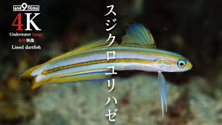 【YouTube魚図鑑 】スジクロユリハゼ / Lined dartfish