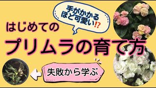 【プリムラの育て方】プリムラ　ブルガリス　アコーリス　ベラリーナ　失敗から学ぶ　植え替え実演　根っこも見ちゃお　初めて　初心者　寒冷地　テラコッタ　寒冷地の味方