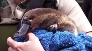 Platypus return to our rivers