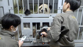 ジャイアントパンダ「シャオシャオ」の血圧測定：上野動物園