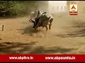 banaskantha bull fight in the village of theravada in deesa