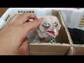 unboxing anakan burung lolohan super banyak bangeeeettt