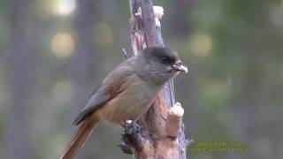 LAVSKRIKA  Siberian Jay  (Perisoreus infaustus)  Klipp - 1863