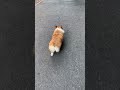 embraces the energy of nature擁抱大自然 柴犬的屁屁 狗狗 柴犬 療癒