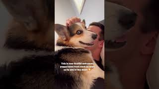 Corgi welcomes his dad home from work #corgi #shorts #dogs ￼