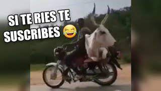 Los Mejores VIDEO MEMES RANDOM DE INTERNET #16, Si Te Ries Pierdes, Try Not To Laugh, Funny Memes