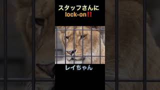 ［旭山動物園］スタッフさんにlock-onするレイちゃん