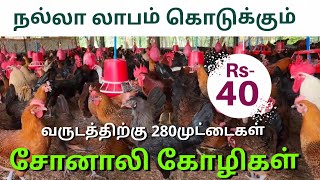 நல்லா லாபம் கொடுக்கும் சோனாலி கோழி வளர்ப்பு / Sonali Chicken Farming Business