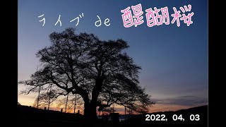 岡山の大桜「醍醐桜」を見に来たよ！