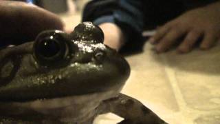 Bullfrog Screaming, Farting, hopping and being funny
