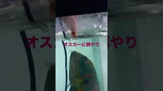 我が家のオスカーにグリルエビを#shorts #オスカー#タイガーパロット#淡水魚