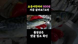 지금! 고등어 한마리 800원? 앞으로 낚시 안가! #고등어 #간고등어 #안동고등어 #자반고등어