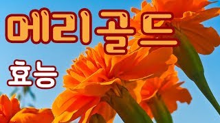 [Marigold] 메리골드 효능 눈 건강에 효과 l 모카 건강정보