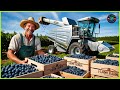 Blueberry Farm - Farmers harvest with the most modern machines - Bo Farm