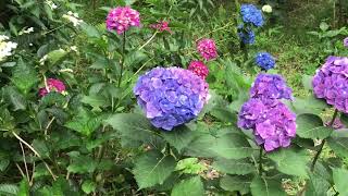 Perfect Hydrangeas scenery at Takahata Fudoson Temple/Landscape