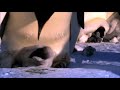 【ペンギン】超絶かわいい！面白動画！！【赤ちゃん】penguin cute funny