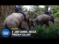 GAJAH | 2 Ekor Gajah Liar Dipindahkan Ke Kuala Gandah