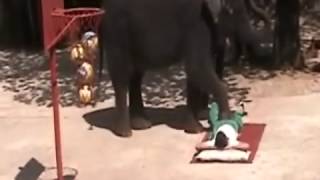 Elephant Massage