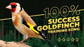 Goldfinch 12h The Best Song -Training for all birds