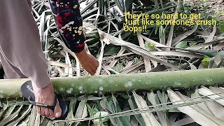 DIARY #1 - MAKING A GARDEN BROOM FROM THE SCRATCH - MEMBUAT SAPU LIDI AREN