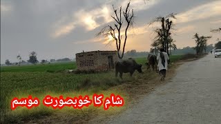 Sindh Village Tour || Rural life Of Pakistan || Sindh