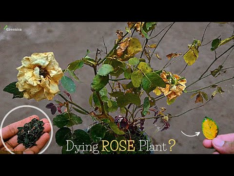 Why does v leave a rose?
