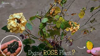 5-Reasons / Why the Rose Plant is Dying? - Pure Greeny