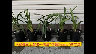 How to repot Cymbidium orchids?