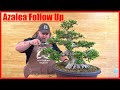 Azalea Follow Up - Greenwood Bonsai