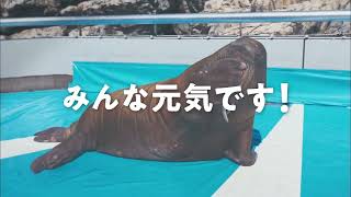 大分マリーンパレス水族館うみたまごCM 2022年