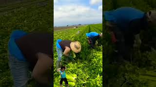 #celery #satisfying #186 #fruit Fresh Celery Harvesting #186#shorts