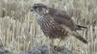 コチョウゲンボウ♀  ムクドリを捕食