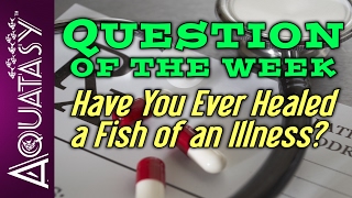 Aquatasy - Question of the Week - Have You Ever Healed A Fish Of An Illness?