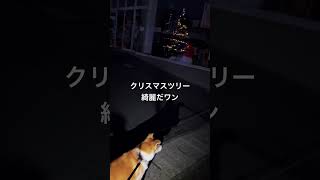 お散歩中見つけたクリスマスツリー #柴犬 #ミックス犬