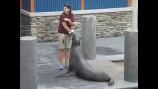 sealion2