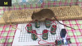 Top 10 Electric Mouse Traps MAY 2019 Part 2