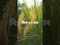 বিনা ১৭ ধান চাষ পদ্ধতি। ধানের উচ্চ ফলনশীল জাত। short